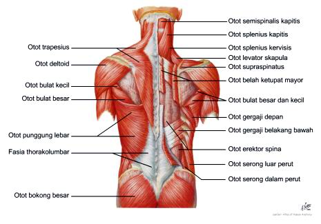 anatomi otot manusia
